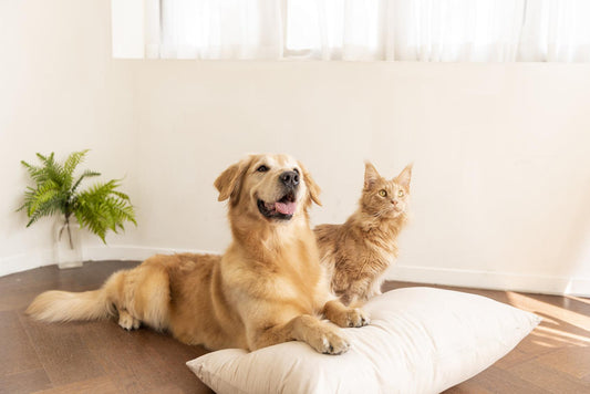 The Ultimate Guide to Smart Feeders: Keep Your Pet Fed on Time, Every Time