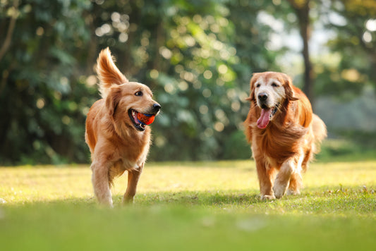 Pet Toys for Dogs: The Ultimate Guide to Fun, Fitness, and Mental Stimulation