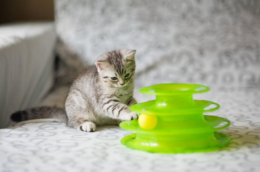 The Best Pet Toys in the USA: Safe, Fun, and Durable Picks for 2025