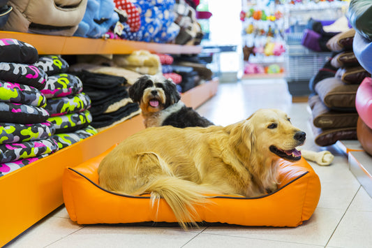 Dogs and Stuffed Toys: A Match Made in Canine Heaven